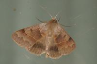 Minucia lunaris