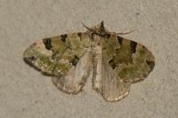 Colostygia pectinataria