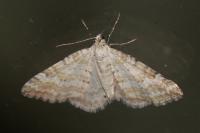 Perizoma albulata