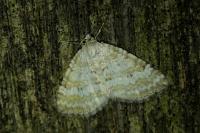 Perizoma albulata