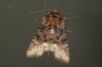 Oligia strigilis/versicolor