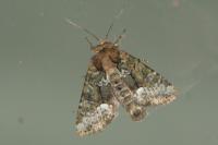 Oligia strigilis/versicolor