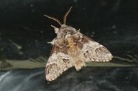 Drymonia dodonaea