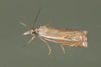 Crambus lathoniellus
