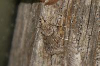 Eudonia angustea