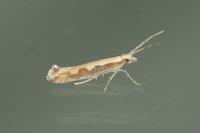 Plutella xylostella