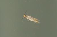 Tinea trinotella