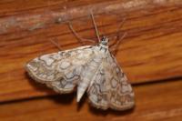Elophila nymphaeata