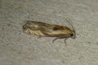 Eucosma