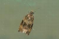 Celypha lacunana