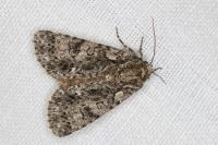 Acronicta rumicis