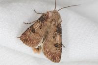 Agrotis puta