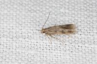 Borkhausenia