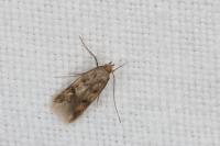 Borkhausenia