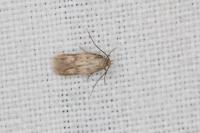 Borkhausenia