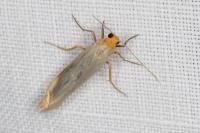 Eilema caniola