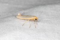 Eilema caniola