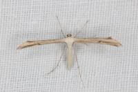 Emmelina monodactyla