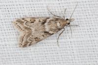 Eudonia angustea