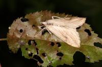 Evergestis forficalis