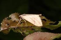 Evergestis forficalis