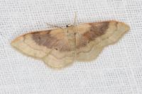 Idaea degeneraria