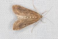 Parapoynx stratiotata