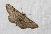Peribatodes rhomboidaria