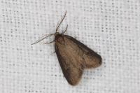 Psyche casta