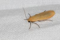 Wittia sororcula