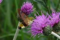 Hemaris fuciformis