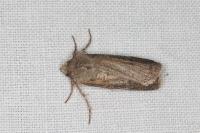 Agrotis segetum