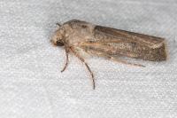 Agrotis segetum