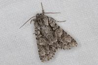 Acronicta auricoma
