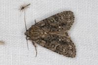 Acronicta rumicis