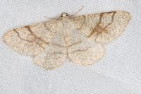 Adactylotis contaminaria