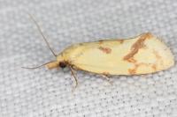 Agapeta hamana