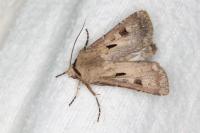 Agrotis exclamationis
