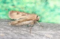 Agrotis exclamationis