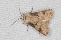 Agrotis puta