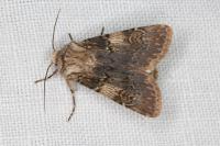 Agrotis puta