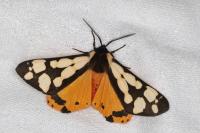 Arctia villica