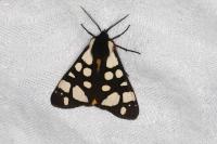 Arctia villica