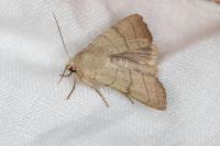 Charanyca trigrammica
