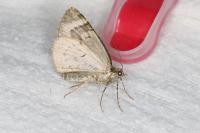 Chloroclysta siterata