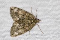 Chloroclysta siterata