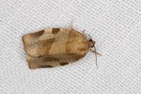 Choristoneura hebenstreitella