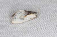 Cilix glaucata