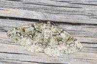 Cleorodes lichenaria