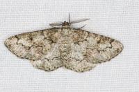 Cleorodes lichenaria